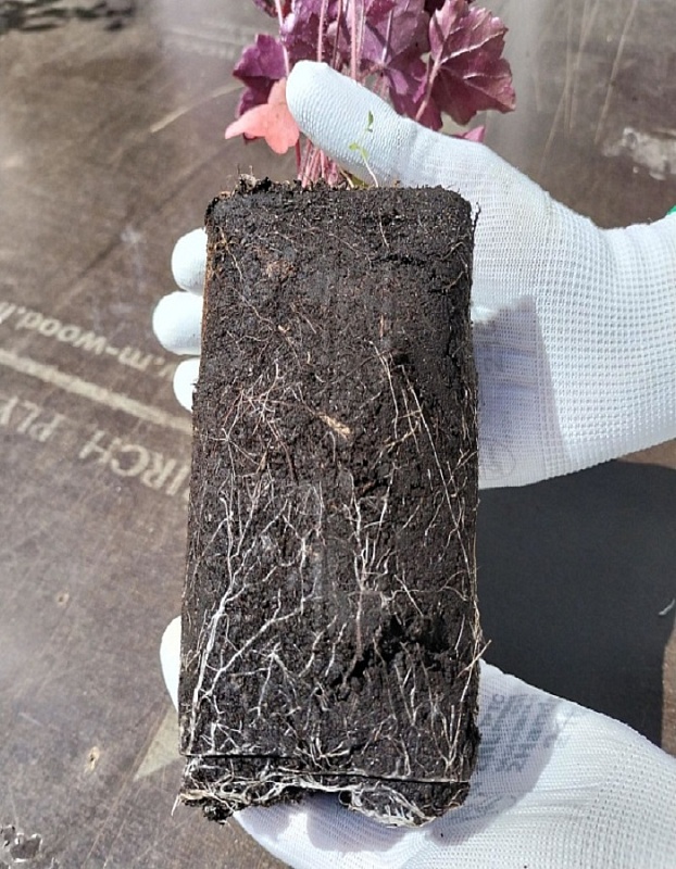Гейхера Джорджия Пич